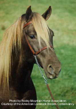 Rocky Mountain Horse