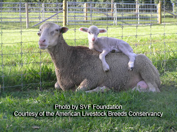 Santa Cruz ewe and lamb