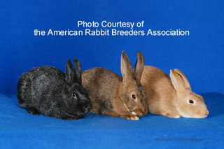 Silver Rabbits