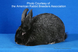 Silver Fox Rabbit