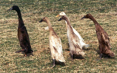 5 Runner Ducks;Photo by: D.P. Sponenberg