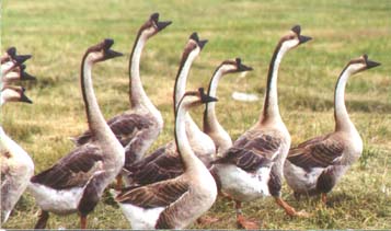 Brown Chinese Geese; photo provided by D.P. Sponenberg.