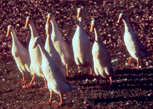 Indian Runners; photo provided by University of Wisconsin.