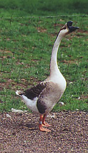 Chinese Goose; Photo by: D.P. Sponenberg
