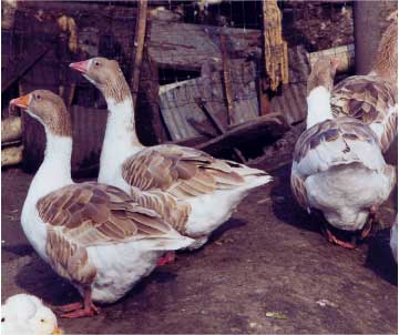 Pommeranian Geese; Photo provided by: D.P. Sponenberg.