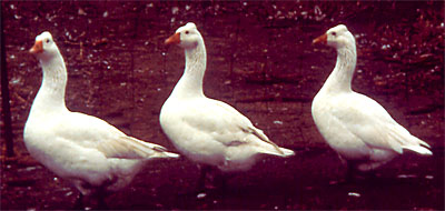 Roman Crested Goose; photo provided by the University of Wisconsin.
