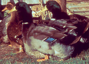 Rouen Ducks; Photo provided by: University of Wisconsin.