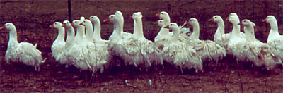 Sebastopol Geese; photo provided by John Skinner.
