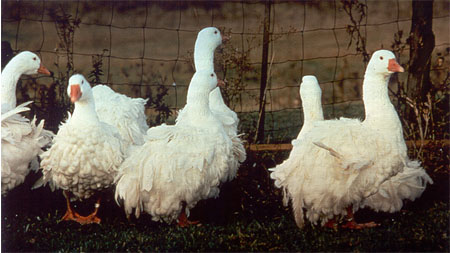 Sebastopol Geese;photo by: dave Holderread