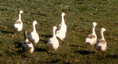 Shetland Geese; photo by Marjorie Bender