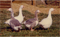 Shetland Geese; Photo by Don Bixby.